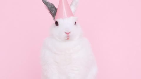 cute-bunny-wearing-a-party-hat