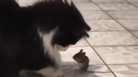 Little mouse defends itself from huge cat