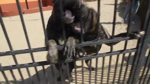 presa canario,, very protective