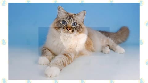 Cats 101 : Top 10 Cat Breeds that Act like Dogs