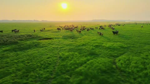 Watching the sunset on the prairie