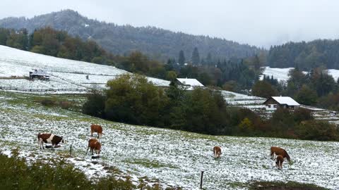 Cows in the snow around Narodny Slovakia