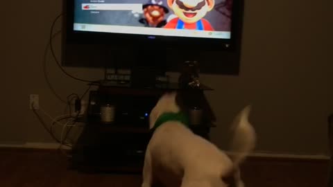 Dog Afraid Of Mario