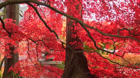 RED TREE