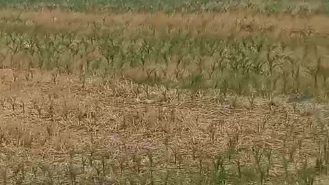 Look at the corn grown in your hometown