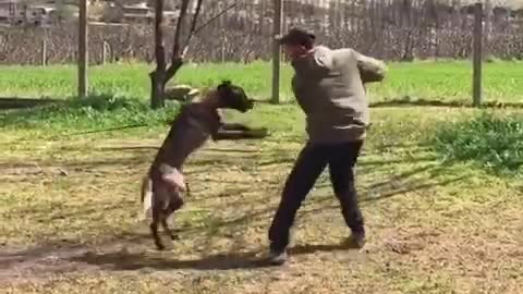 Malinois attack, protection