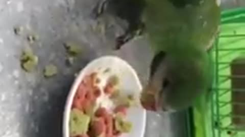 The parrot feeds and teases the neighboring bird