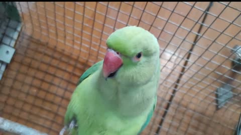 best parrot talking everything || how indian ringneck parrot talking mithu beta o