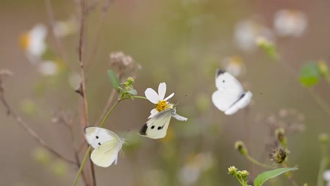 Three butterflies spot on a flower