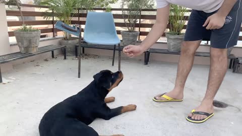 TRAINING OF SPEAK COMMAND | HOW TO TRAIN YOUR DOG TO SPEAK( BARKING) COMMAND|ROTTWEILER DOG TRAINING