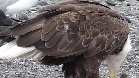 Huge Bald Eagle Casually Walking on the Beach Amid Flock of Seagulls