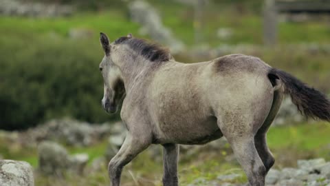 Gorgeous horses