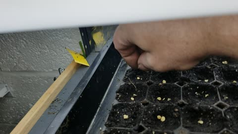 Sowing Peppers Indoors