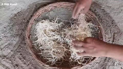 The rooster makes room for the hen to lay her eggs" out of 12 eggs10 chick hatched beautyful