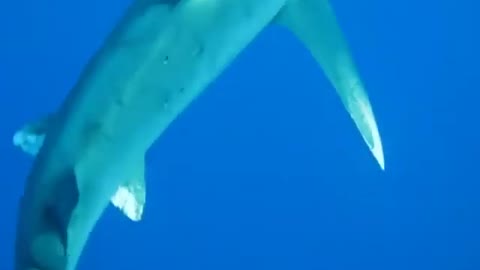 A Giant White Shark Footage From Divers Camera