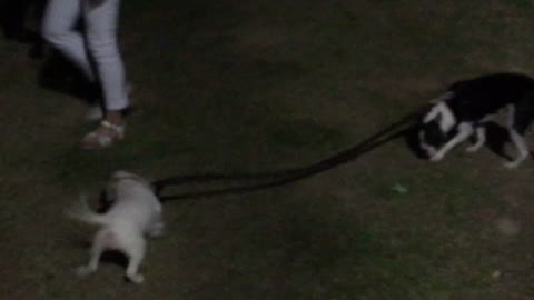 Dog takes dog for a walk