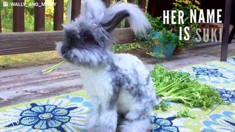 World's Cutest Rabbit Gets An Adorable New Girlfriend