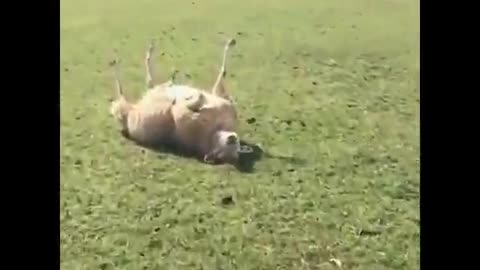 Sheep sunbathing