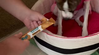 MyPup Slushy dog treat