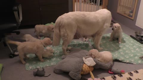 Mother Dog Teaches Her Puppies A Lesson On Patience