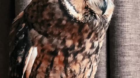 Rare and beautiful owl for the vídeo #Short