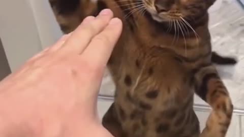 Funny Cat Video / cat slapped on hand 😂 🤣funny