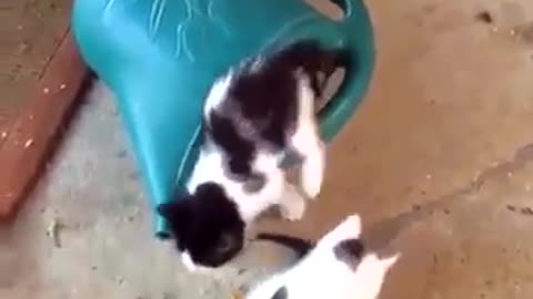 Funny cats video, try to no laugh with this cute animals