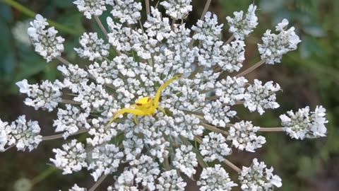 Crab Spider