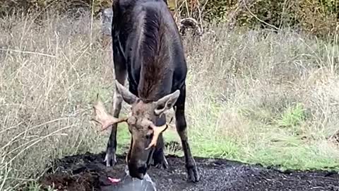 Watering the Wildlife