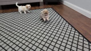 Pomeranian puppy finds a friend