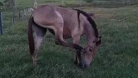 Mule feeding and neighing