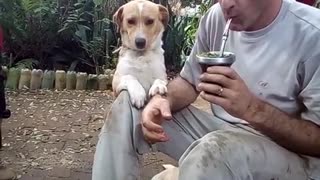 Cachorro 🐕 caramelo pedindo carinho