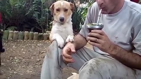 Cachorro 🐕 caramelo pedindo carinho