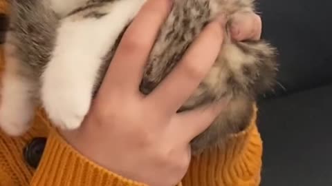 A kitten that meows as soon as you kiss her! Who can resist this