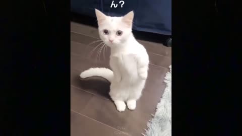 Omg So Cute Cats Best Funny Cat Videos