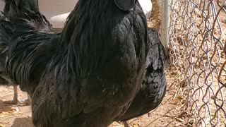 Handsome rare chicken loves when you compliment him