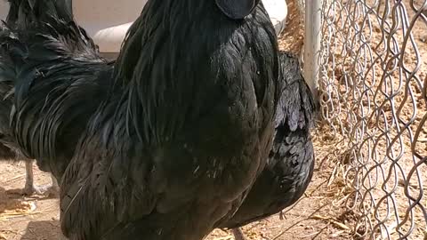 Handsome rare chicken loves when you compliment him