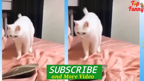 Cat funny video! Cat video2021