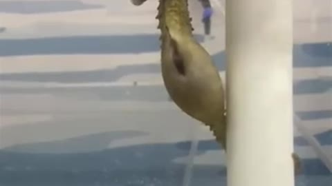 Male Seahorse Giving Birth