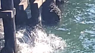 Sea Lion Gets Stuck