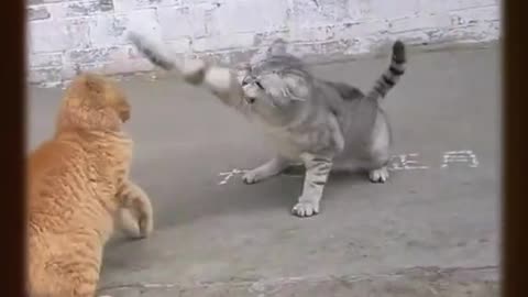 CAT FIGHT #shorts #youtubeshorts #cat #viral #short #fight