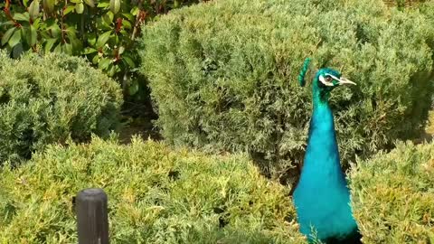 Beutyfull - Peacock