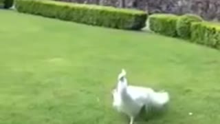 The white peacock is one of the most beautiful birds they watched now