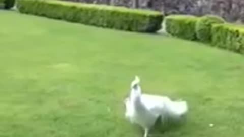 The white peacock is one of the most beautiful birds they watched now