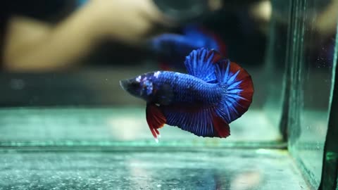 Betta Fish Male Fancy Red Royal Blue Star Tail Monster Halfmoon Plakat