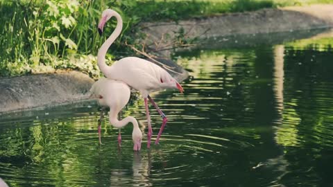 Flamingo love dance