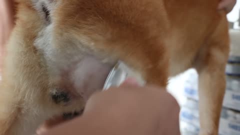 A Shiba Inu still has ringworm.