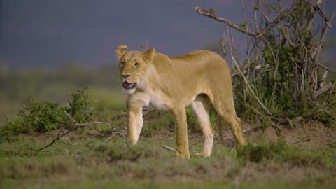 Lion relaxing walk