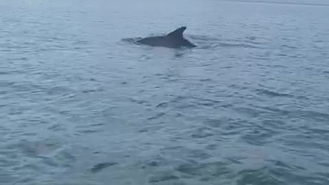 Delfines en Cholón