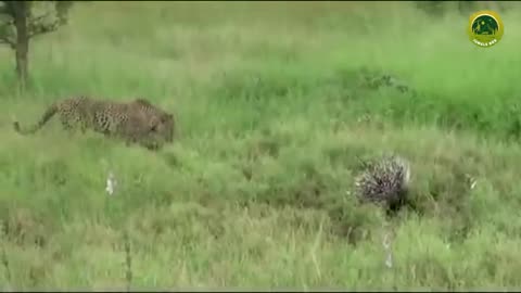 Dangerous wild animal fight